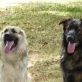 mila et memphis shyam et june - Copie