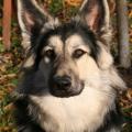 morwen4