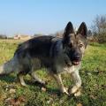 Nist Nesus