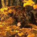 thumbnail_IMG_1939