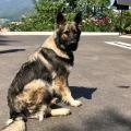 Nerthus