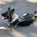 Nerthus