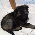neiko Leite