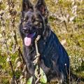 Wotan