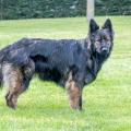 Wotan