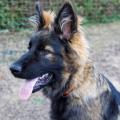 Wotan