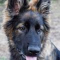 Wotan