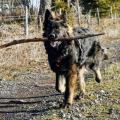 Wotan