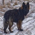 Wotan