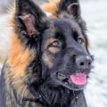Wotan