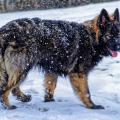 Wotan