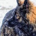 Wotan