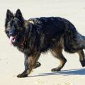 Wotan