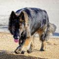Wotan