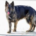 Wotan