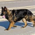 Wotan