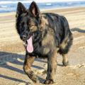 Wotan