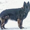 Wotan