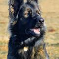 Wotan