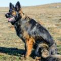 Wotan