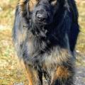 Wotan