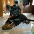 Oliver