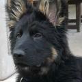 Oliver
