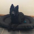 Odin