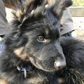 Oliver