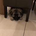 Ozzie