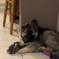 Ozzie