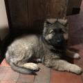 Otto