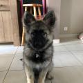 Ozzie