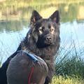 Sirius