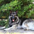 Odin