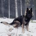 Odal