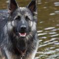 Oonagh