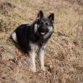 Oonagh