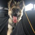 Odin