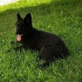 Priam