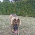 Parach