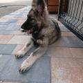 Priska