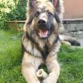 Butkus