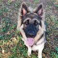 Butkus