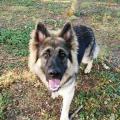 Butkus