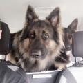 Butkus