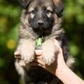Butkus