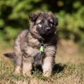 Butkus