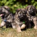 Pao, Butkus et Pharouk (de gauche à droite).