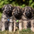 Pao, Butkus et Pharouk (de gauche à droite).